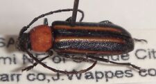Cerambycidae Mannophorus laetus #32 Longhorn Beetle Trachyderini picture