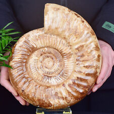7.91LB Natural Ammonite Fossil Conch Quartz Crystal Specimen picture