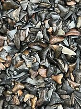 LOT OF 50 FOSSILIZED ( PARTIAL ) SHARK TEETH FROM VENICE FLORIDA. picture