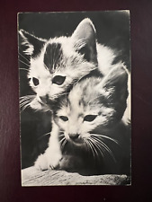 Vintage 1950s Cats Kittens Squeaker Postcard France picture