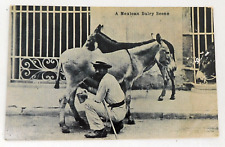 Mexico RPPC Postcard Man Milking Donkey Dairy Scene H H Stratton 1910s Unposted picture
