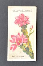 1913 Wills' Cigarette Card Australian Wildflowers No. 2 Native Rose picture