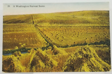 A Washington Harvest Scene, Rolling Hills, Vintage Unused Postcard picture