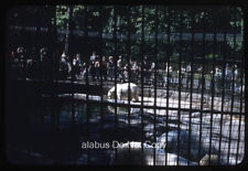 Orig 1959 SLIDE View of People Watching Polar Bears at Bronx Zoo NYC picture