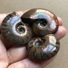 Rainbow53g  3pcs Natural conch Ammonite fossil specimens of Madagascar 890 picture