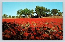 Encinitas California Field of Pointsetttias, Paul Ecke Grower Postcard picture