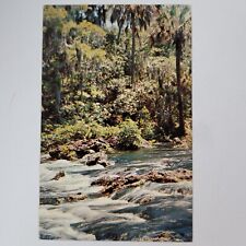 Vintage Postcard Chrome Hillsborough River State Park Florida Water Stream Tree picture