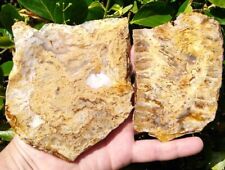 TWO (2) INTRICATE REGENCY ROSE GRAVEYARD POINT PLUME AGATE SLABS YELLOW 10.3OZ picture