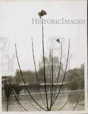 1958 Press Photo Last leaves of summer clinging to bare tree in Paris, France picture