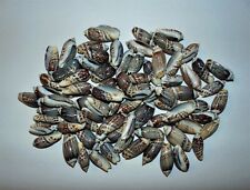 1/2 POUND SMALL OLIVE SEA SHELLS 1-1/4 to1-1/2