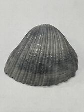 RARE Fossilized ARC Shell From Central Florida Pliocene Era picture