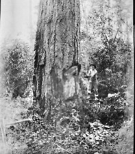 1907 Photo Negative Logger Hollowing Tree Acme Logging Camp Acme Washington picture