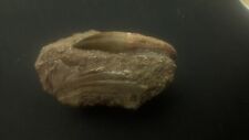 1.9 Rare Mosasaur Teeth Fossils  Prognathodon Tooth Fossilized Dinosaur Morocco picture