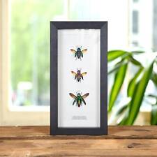 Jewel Beetle Trio in Box Frame (Chrysochroa aurora, Cyphogastra javanica & calep picture