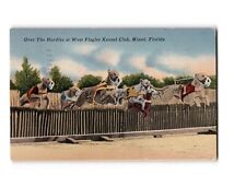Over The Hurdles at West Flagler Kennel Club, Miami, Florida picture
