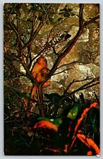 Postcard Golden Marmosets at Monkey Jungle Outside Miami FL picture
