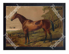 Historic 'Fair Nell' 1879 Horseracing Postcard picture