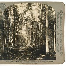 Pheasant Shooting Logging Road Stereoview c1905 Main Woods Forest Trees A2482 picture