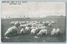 c1950's Sheep On Farm Of WD Hughes Ranch Escanaba Michigan MI Vintage Postcard picture