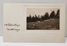 Rppc St Valentine's Greetings Sheep on Hillside Card or Postcard B13 picture