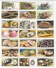 Complete Set Of 50 Vintage Sea Life Cards From 1938 Fish Lobster Crabs Shells picture