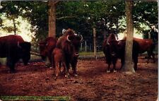 C. 1912 Buffalo Fejevary Park Davenport Iowa VTG Postcard Divided Back Bison Zoo picture