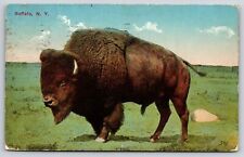 Animal~Buffalo On A Card Postmarked Buffalo NY~1913 Postcard picture