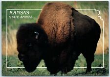 Postcard - Buffalo - Kansas State Animal picture