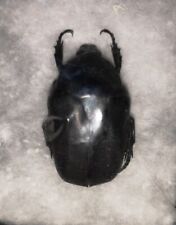 Protaetia opaca, 1 pc, scarce and beautiful flower chafer from France picture