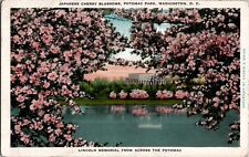 Antique Postcard 1930s Japanese Cherry Blossoms Potomac Park Washington DC picture