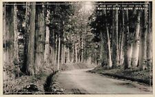 RPPC  - Great Cedar Grove Nikko Trees Path Road Japanese Vtg Postcard #8 picture