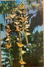 Pacific Grove California Monarch Butterflies in Trees Vintage CA Postcard c1950 picture