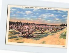Postcard Sunrise In Early Spring Showing Peach Trees In Blossom picture