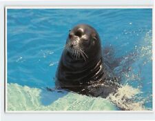 Postcard Sea Lion Sea World USA picture