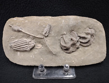 Undulating Fossil Crinoids, Crawfordsville, Indiana picture