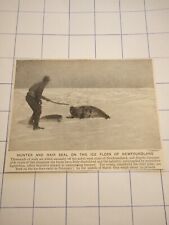 Hunter and hair seal  on the ice floes of Newfoundland killed seals c  1926 picture
