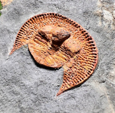 Trilobite Declivolithus (Nankinolithus) titan trilobiten Trilobiten Fossil picture