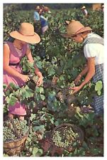 Grapes Cavas Codorniu Vintage Unposted Wob Plants Chrome Postcard picture