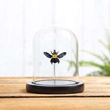The Yellow Spot Carpenter Taxidermy Bee in Glass Dome (Xylocopa confusa) picture