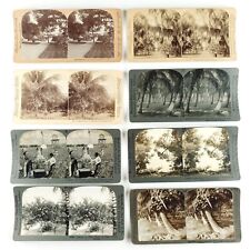 Florida Stereoview Lot of 8 Antique Stereoscopic Photo Starter Set C1727 picture