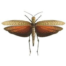 Titanacris dux MALE red orange grasshopper Peru unmounted wings closed picture