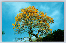 Vintage Postcard Brazilian Golden Shower Tree Honolulu Hawaii picture
