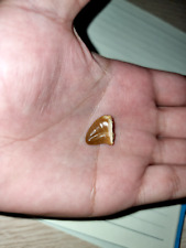 Great posterior-most prognathodontine Mosasaur tooth picture