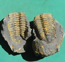 Huge Trilobite Fossil Viaphacops newelli Positive & Negative Bolivia picture