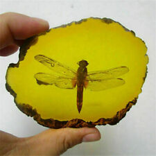 Beautiful Amber Dragonfly Fossil Insects Manual Polishing picture