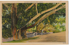 Giant Banyan Tree Florida Linen Postcard picture