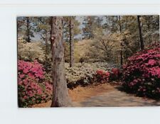 Postcard Beautiful Azaleas Gardens Norfolk Virginia USA picture