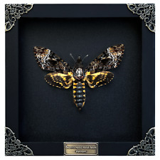 Real Death Head Moth Skull Acherontia Butterfly Insect Frame Taxidermy Taxadermy picture