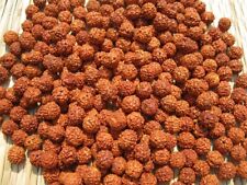 111 pc Loose Rudraksha Seeds Beads Nepal Origin, Natural 5 Mukhi 8 mm,  picture