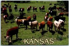 Postcard - Kansas livestock in Barber County, Kansas picture